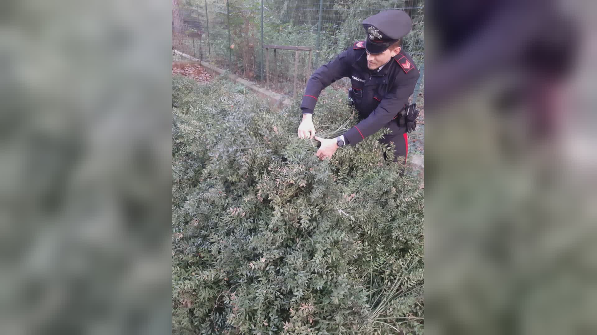 Furto di Pungitopo selvatico in un’azienda agricola