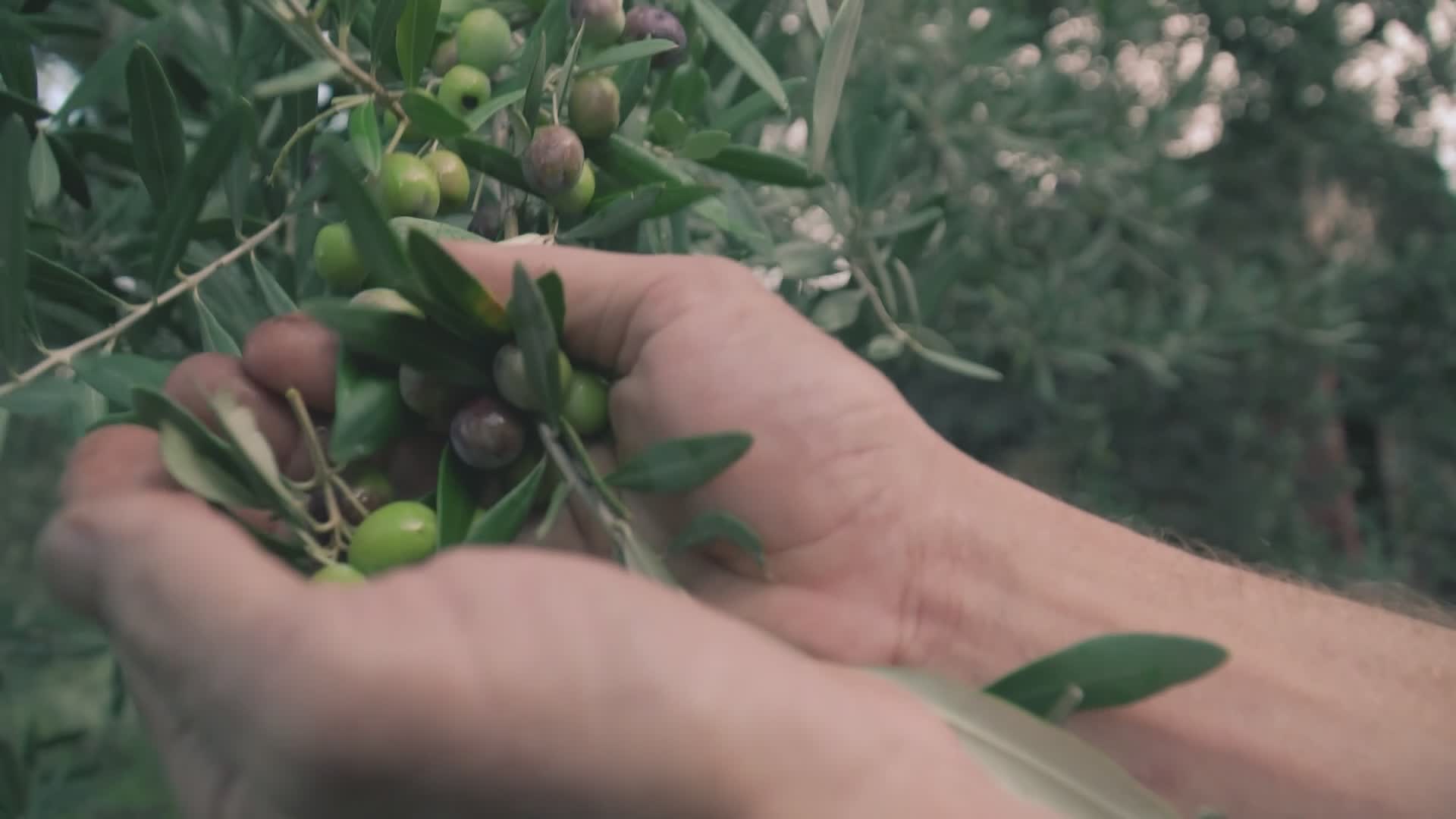 Nuovo bando per l'affidamento di alberi di olivo