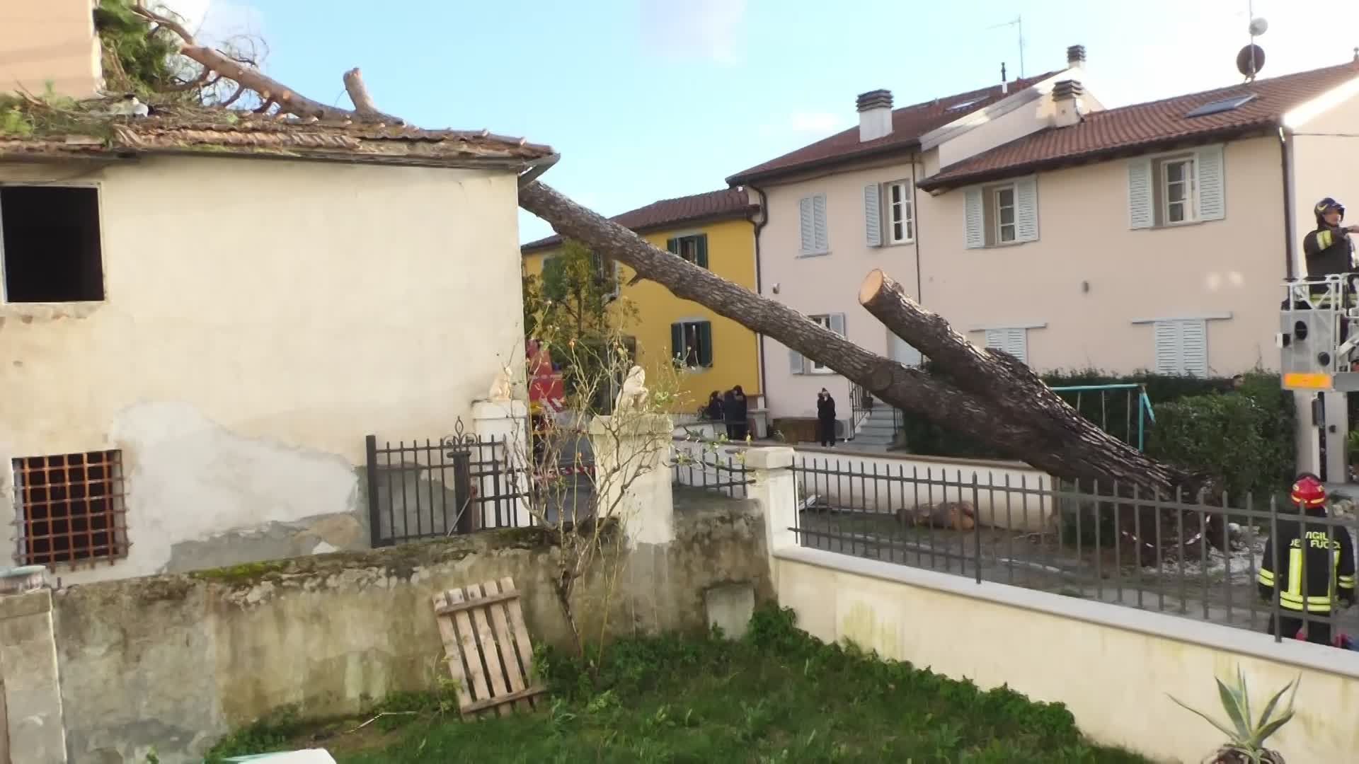 Quarrata: grosso pino caduto su una casa