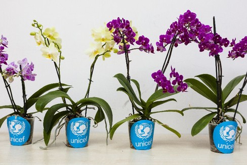 Domani a Pistoia in vendita le orchidee di Unicef