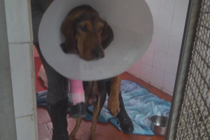Pistoia - Dalì, raccolta fondi per il canino